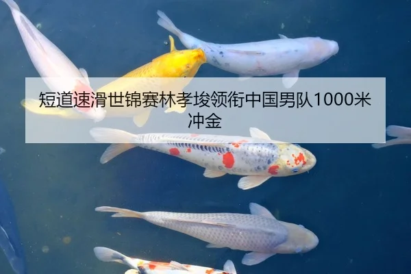 短道速滑世锦赛林孝埈领衔中国男队1000米冲金